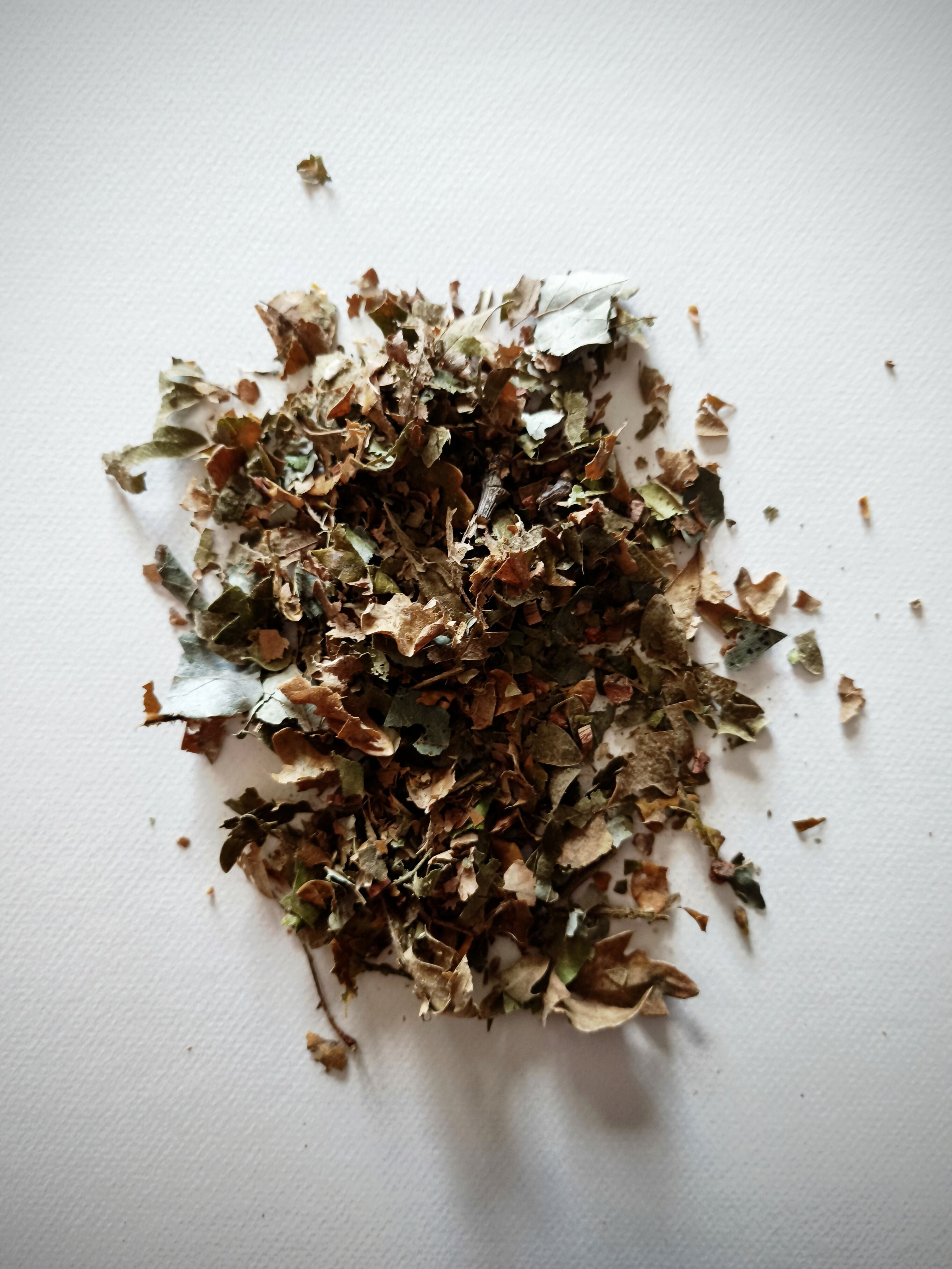 CHÊNE - PLANTE TINCTORIALE