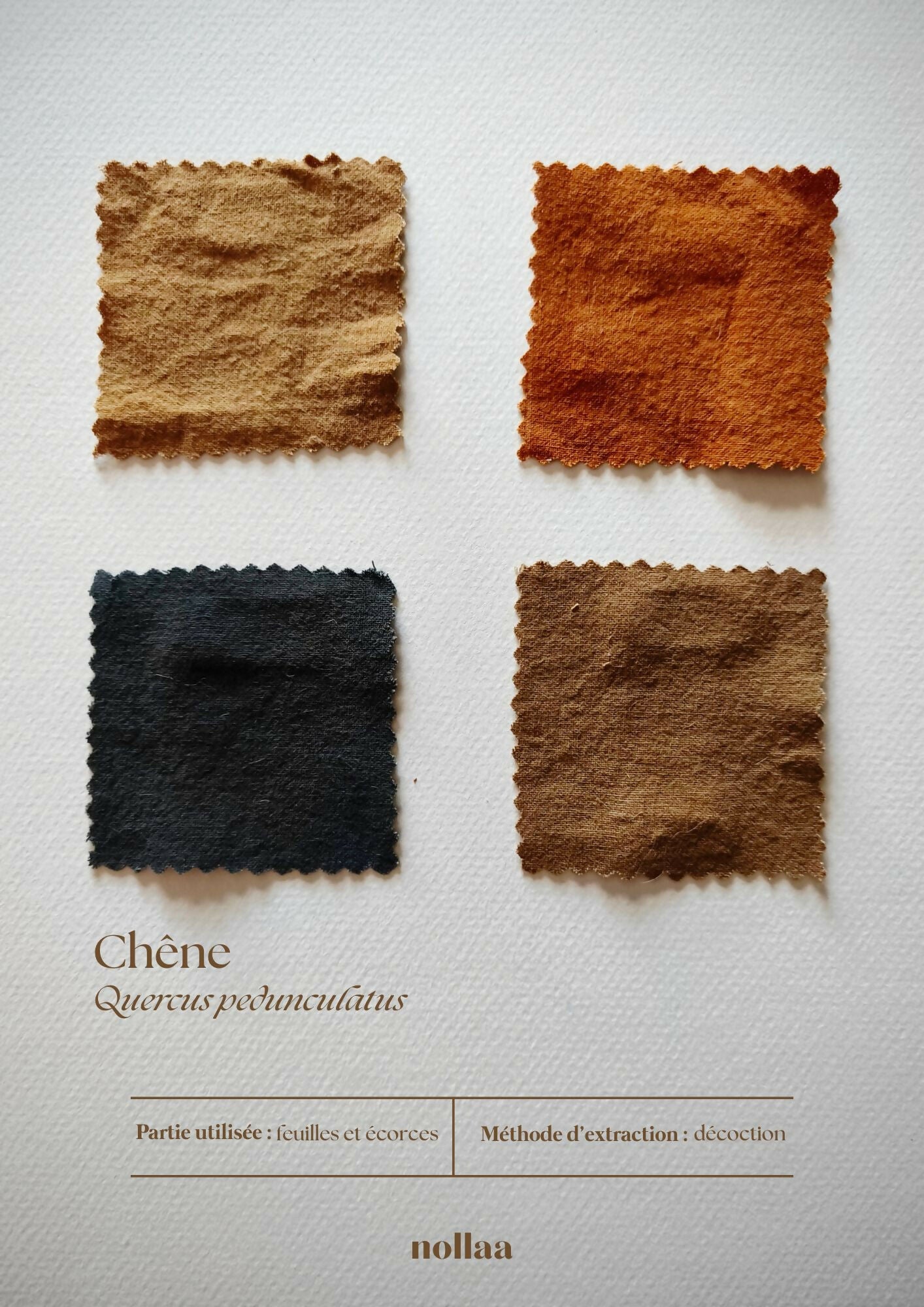 CHÊNE - PLANTE TINCTORIALE